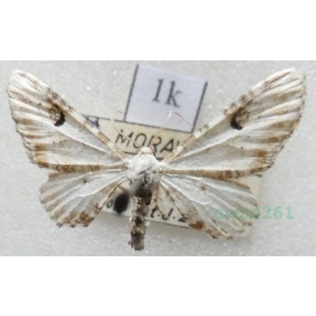 Eupithecia centaureata (Denis & Schiffermüller, 1775) Grotnik chabrowiak Czech1k